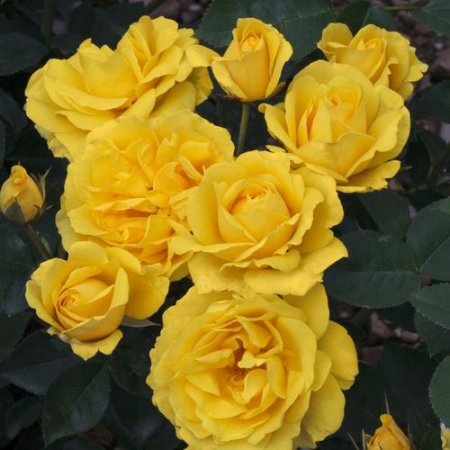 Carte d'Or® Stromkové ruže,  kvety kvitnú v skupinkách